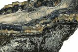 Mammoth Molar Slice with Case - South Carolina #238448-2